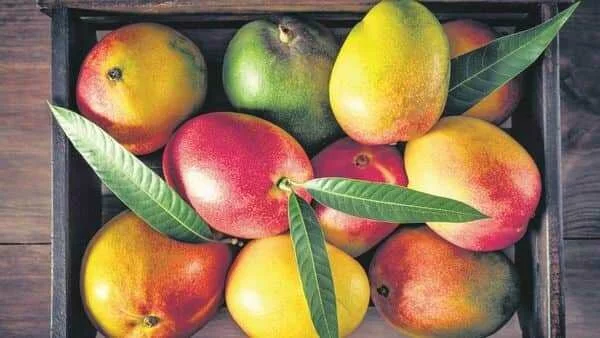 The Hapoos vs Langda debate leads the Indian mango wars every summer. But did you know that most modern mango varieties owe their existence to Portuguese grafting techniques?