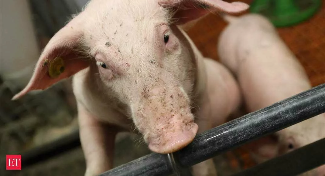 African swine fever: Amid coronavirus crisis, another disease takes root - African Swine Fever