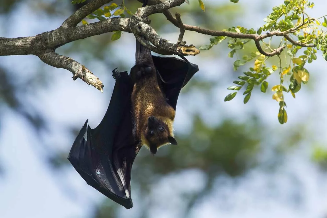 Two Indian bat species have 'bat coronavirus', says ICMR study