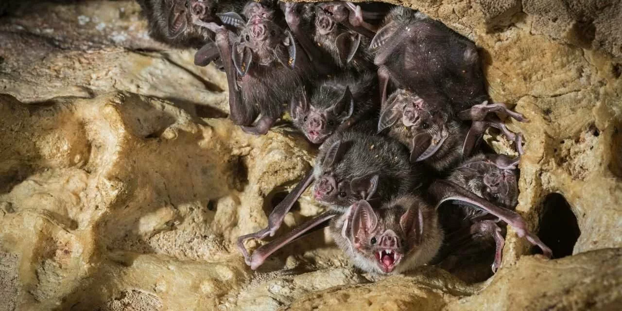 How vampire bat friendship is surprisingly like our own
