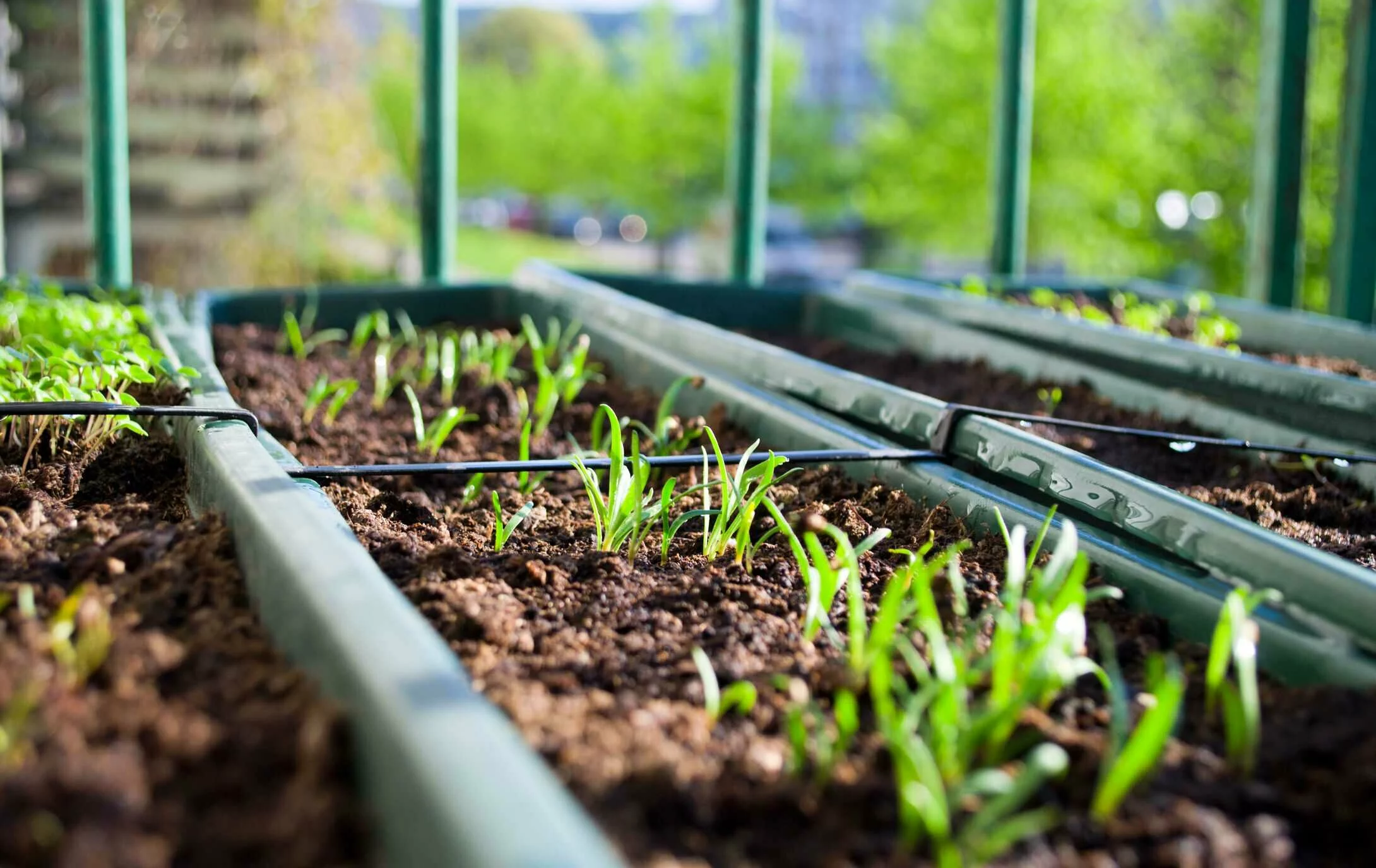 On Earth Day 2020, learn all about urban gardening