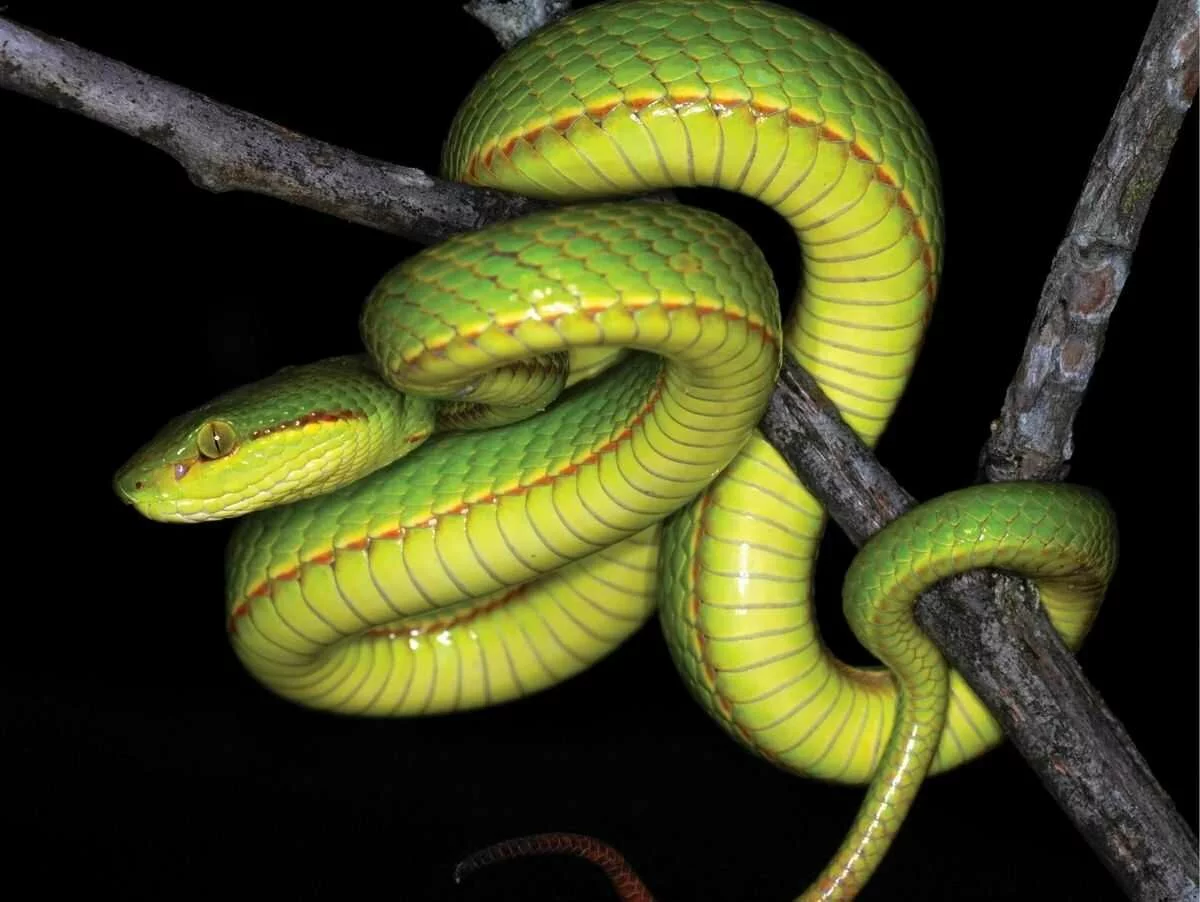 This New Snake Species Is What Happens When Scientists Are Harry Potter Fans