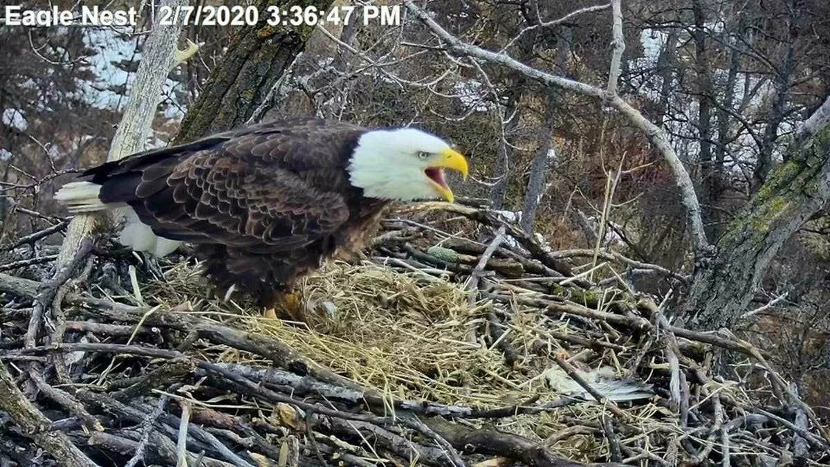 Minnesota EagleCam fans hoping these birds won't break their hearts again | City Pages