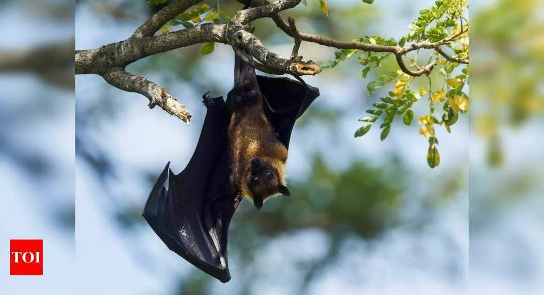 ICMR study finds coronavirus in two species of Indian bats - Times of India