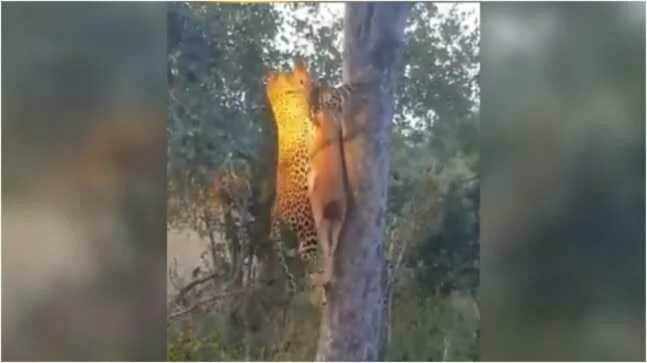 On Twitter, a video of a leopard climbing a tree with its prey has gone viral. The short clip has been viewed over 18,000 times already.