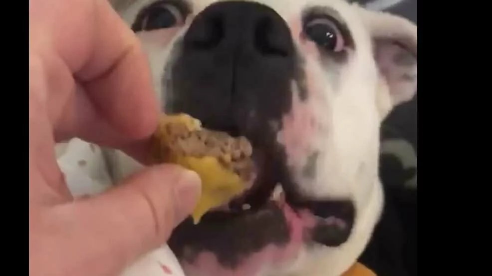 Dogs love cheeseburgers too!