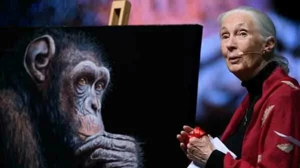 ‘We have to find a different way of living’: Jane Goodall on the covid-19 crisis