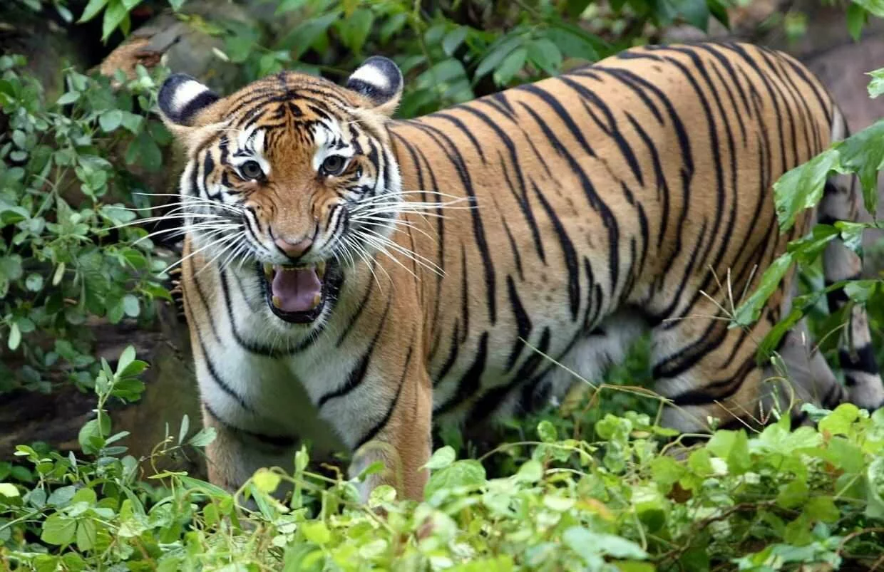 Malayan tigers face new threat: Canine distemper could wipe them out