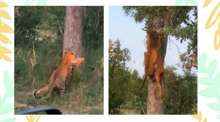 ‘Unbelievable’, say netizens after video of leopard climbing tree with its prey goes viral