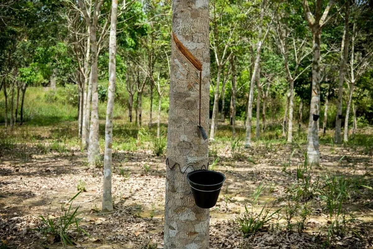 Smallholder farmers: If you want to save forests, pay more for sustainable rubber