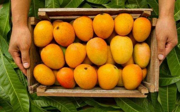 COVID-19 crisis | Here's how mango farmers and retailers are hoping to save the king of fruits