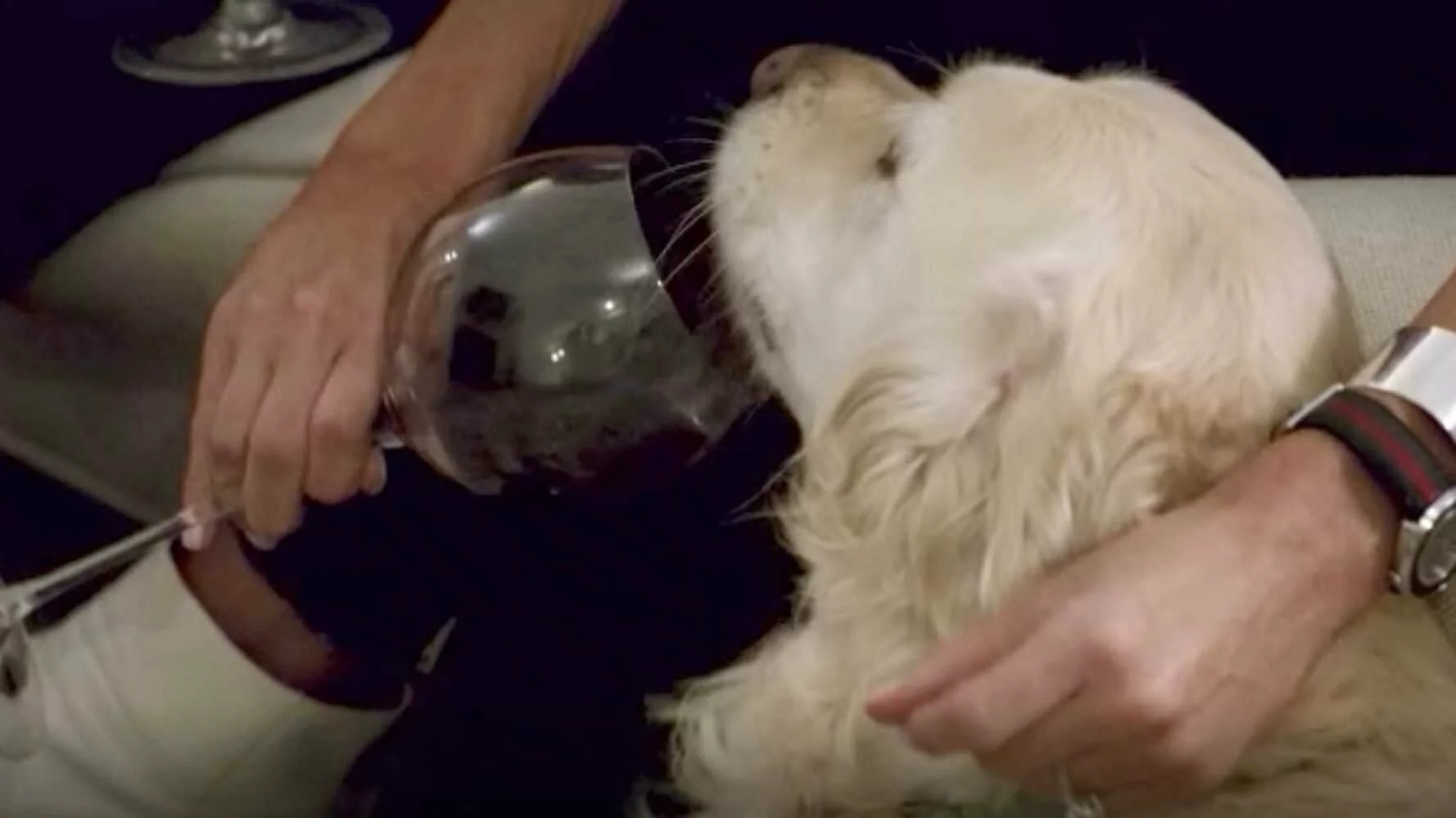 'Love Is Blind,' But We Can't Unsee This Dog Drinking Wine On The Show