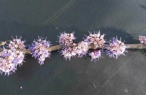 Bastar’s 'Aali' — a coronavirus-lookalike flower has traditional use for tribals