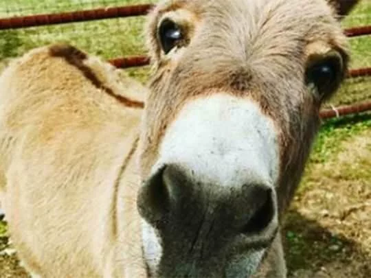 Watch: Meet the donkey getting paid to crash boring Zoom meetings as people work from home due to the coronavirus pandemic