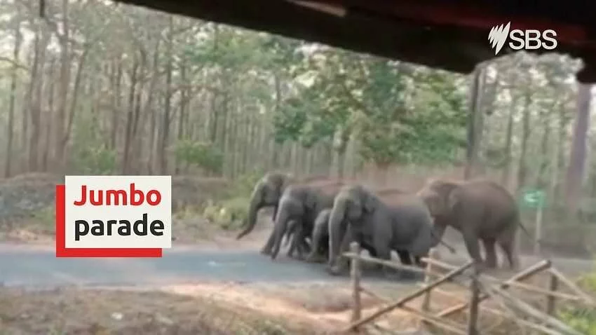 Elephants hit the road as people stay indoors during lockdown in India
