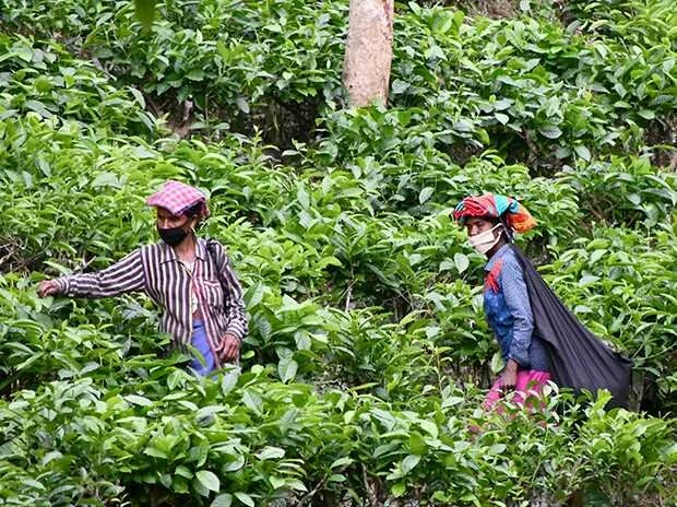 North India to see fresh tea sales post lockdown, first auction on May 3