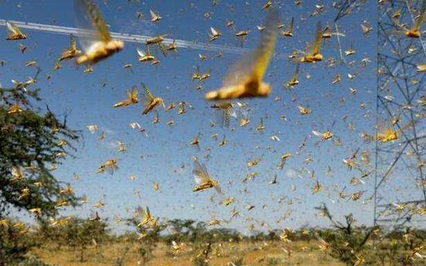 After COVID-19, India’s next challenge could be mega-sized locust attack this summer